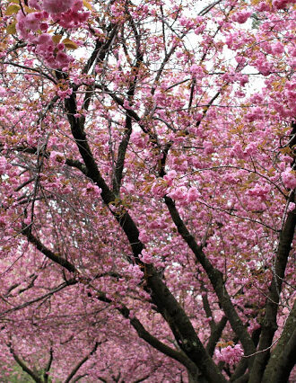 Cherry Blossoms | Brooklyn Botanic Garden