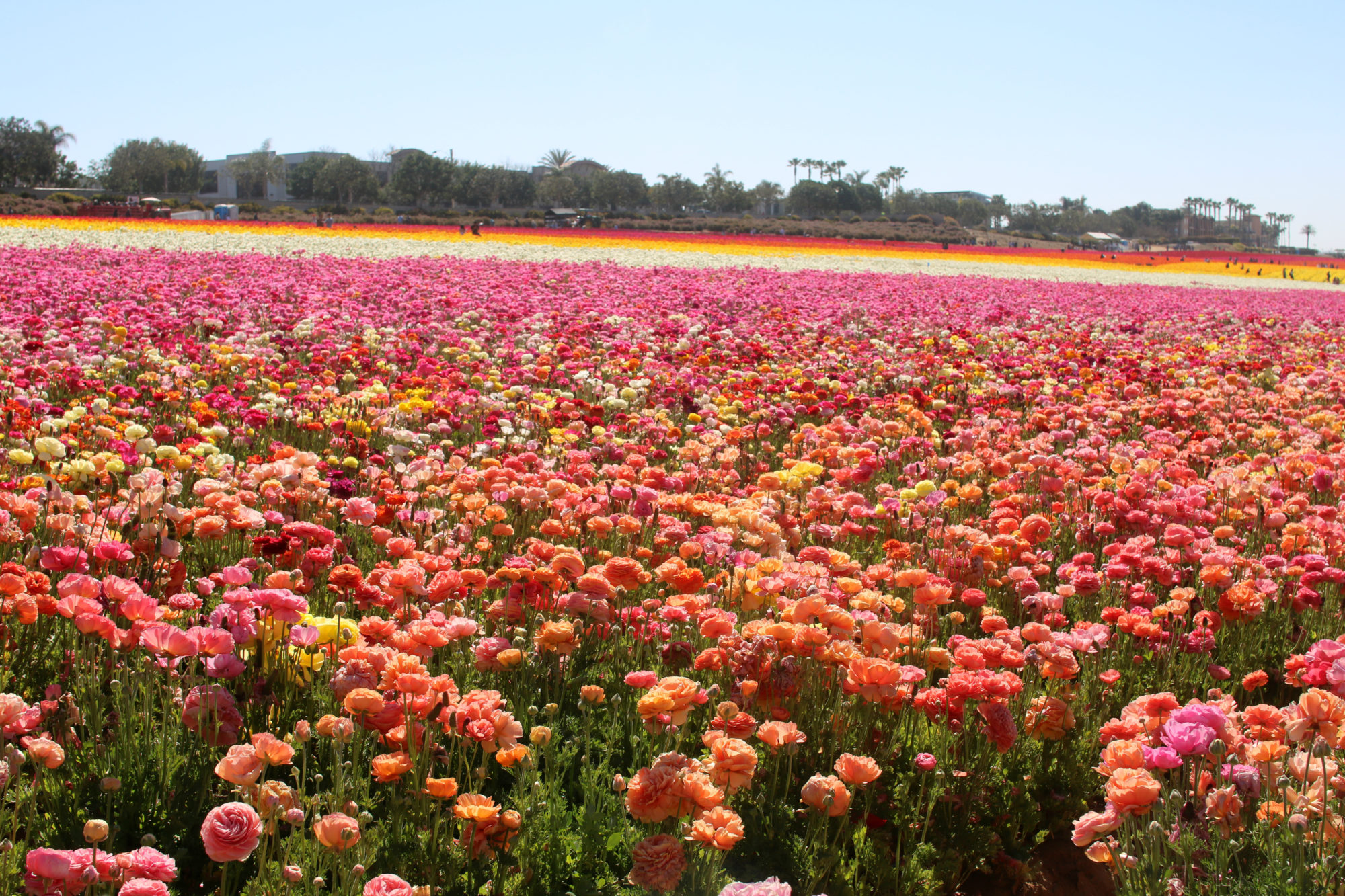 Flower Fields