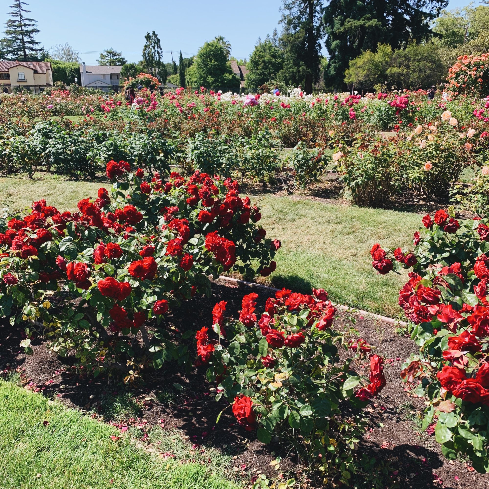 Rose Garden in San Jose