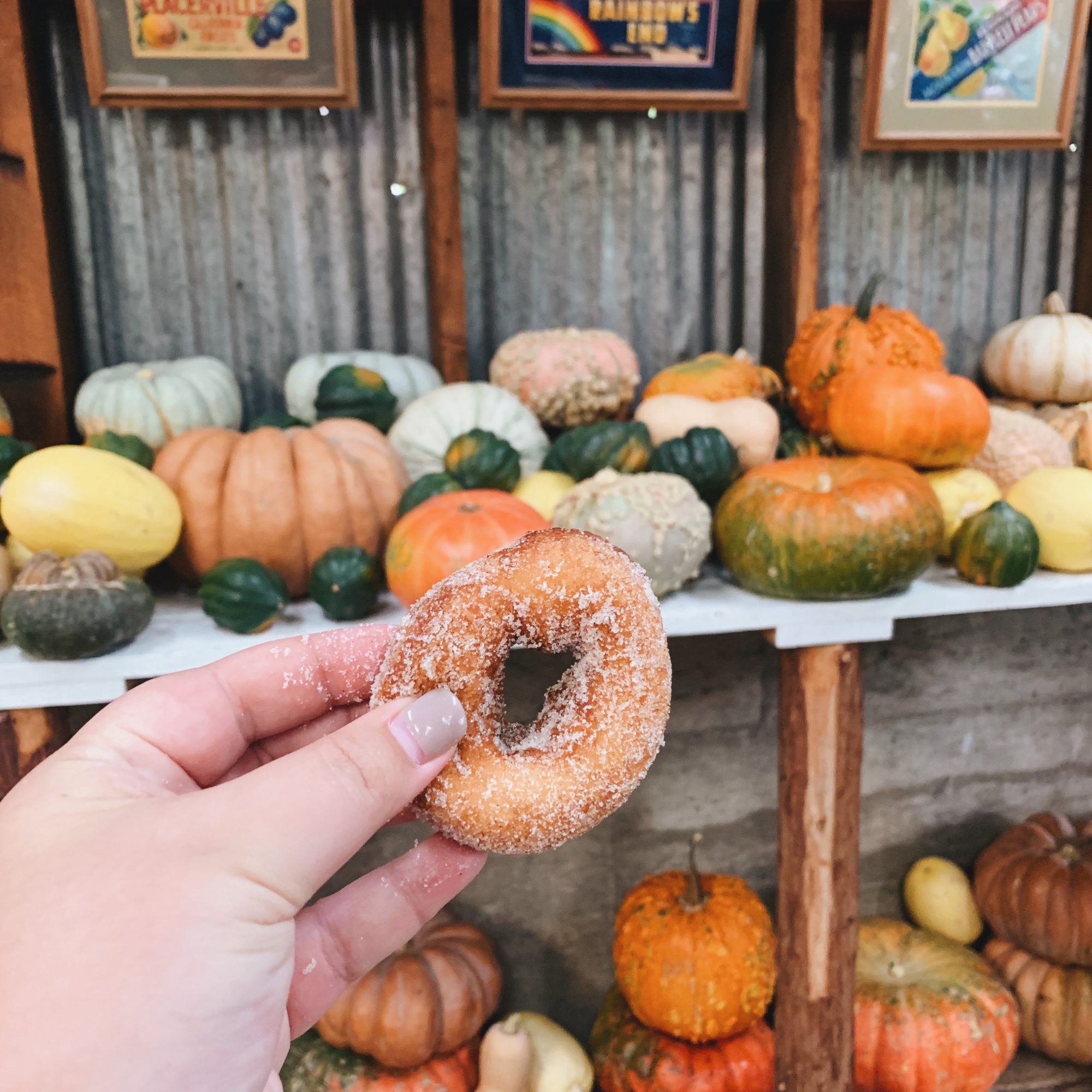 Cider Donut