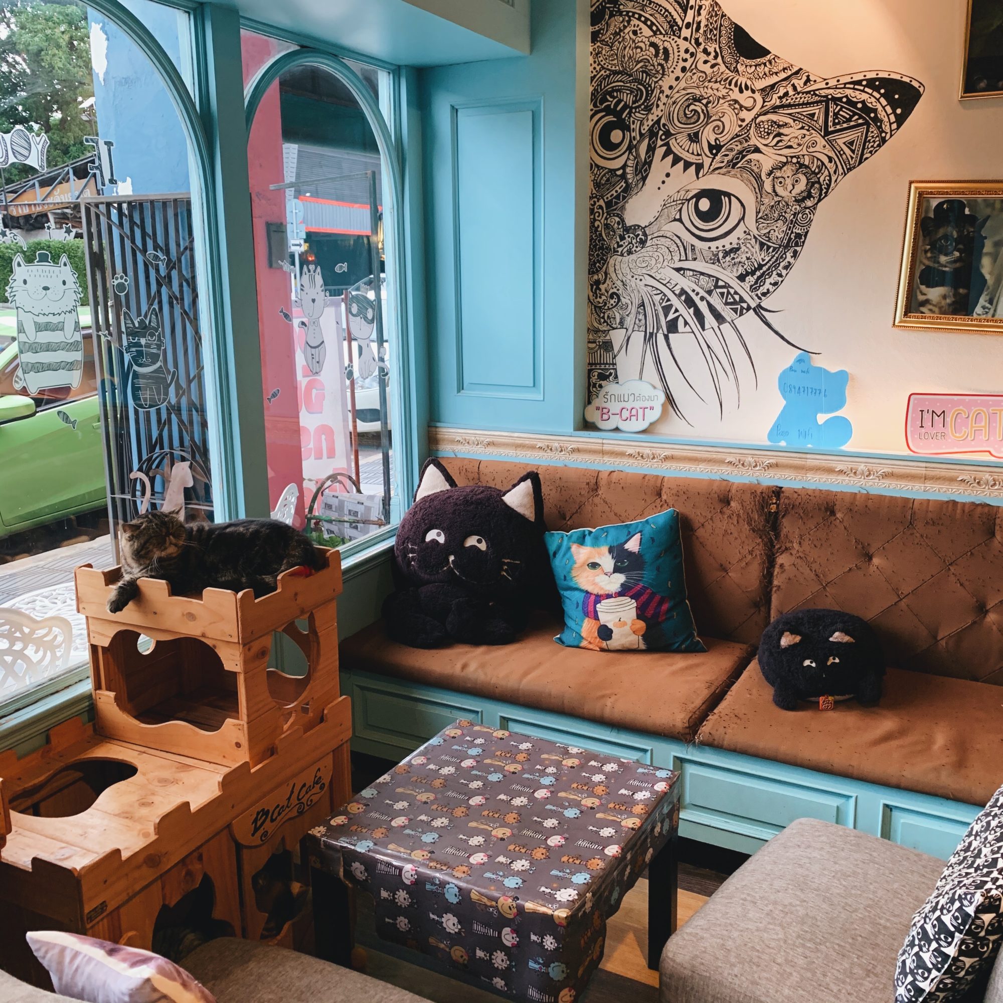 Phuket Cat Cafe