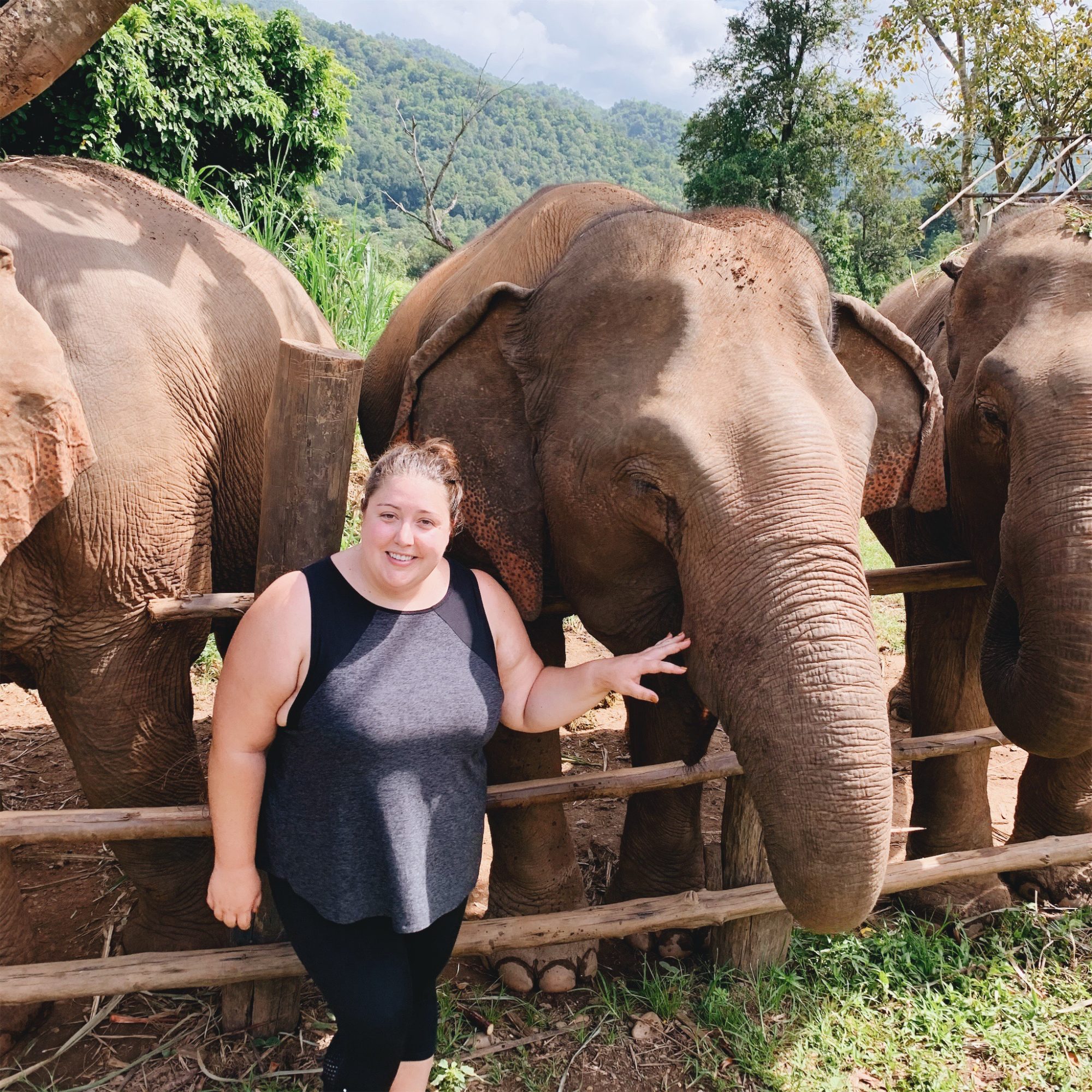 Chiang Mai Elephants