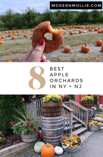 8 Best Apple Orchards in New York & New Jersey