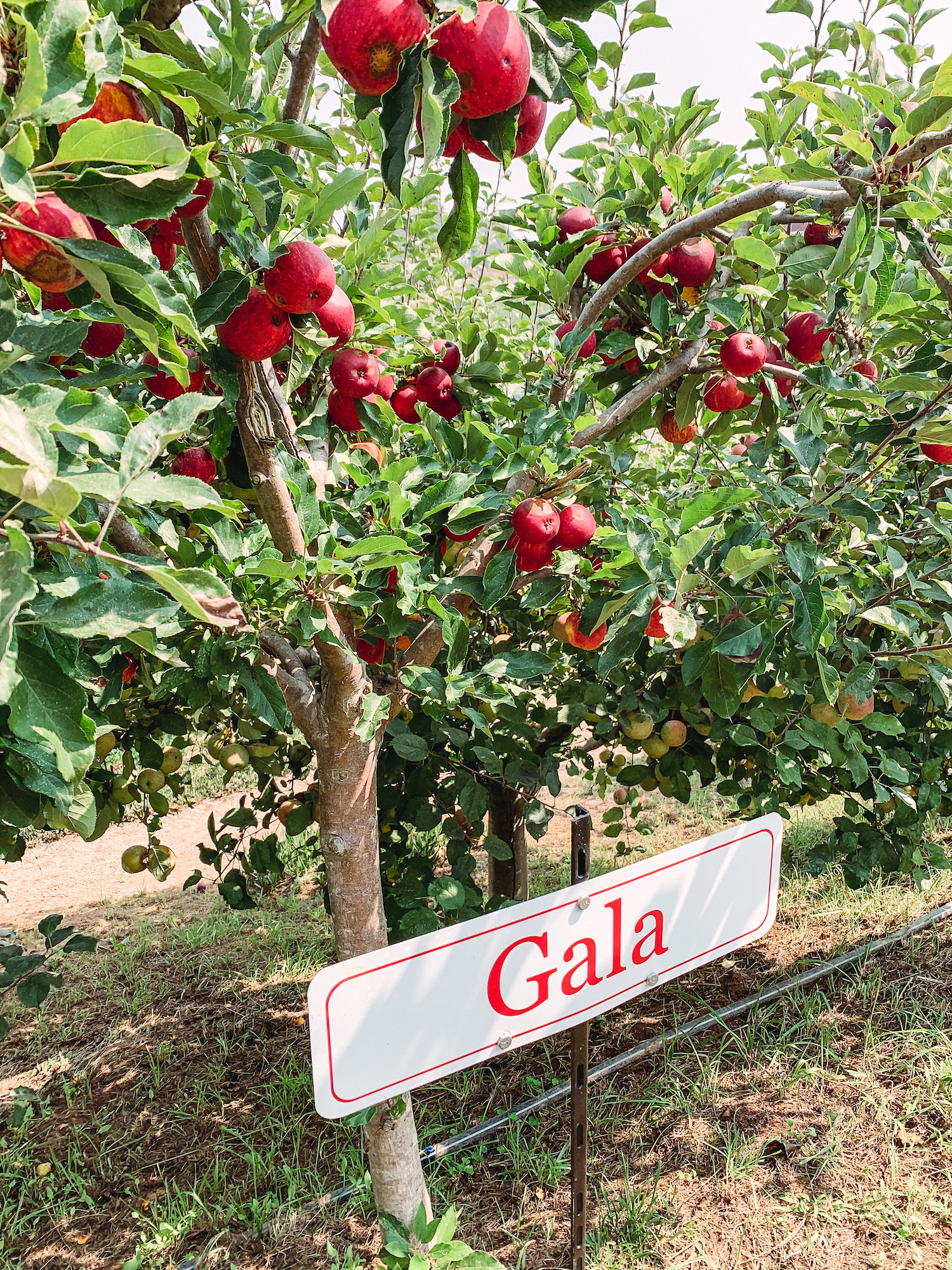 Apple Picking