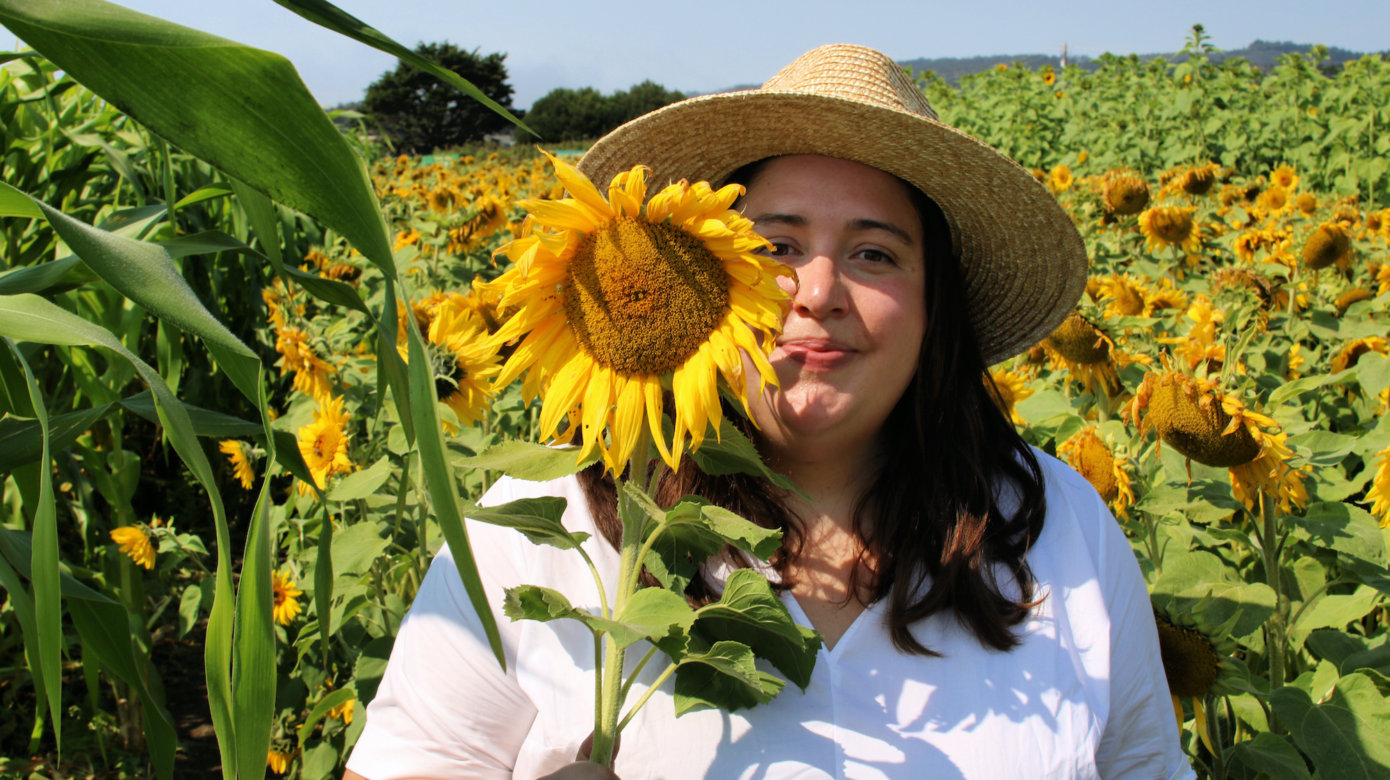 Sunflowers