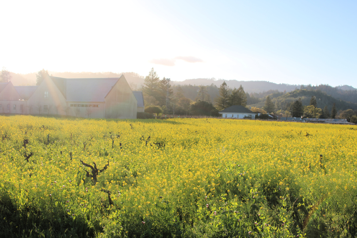 Napa Mustard Fields