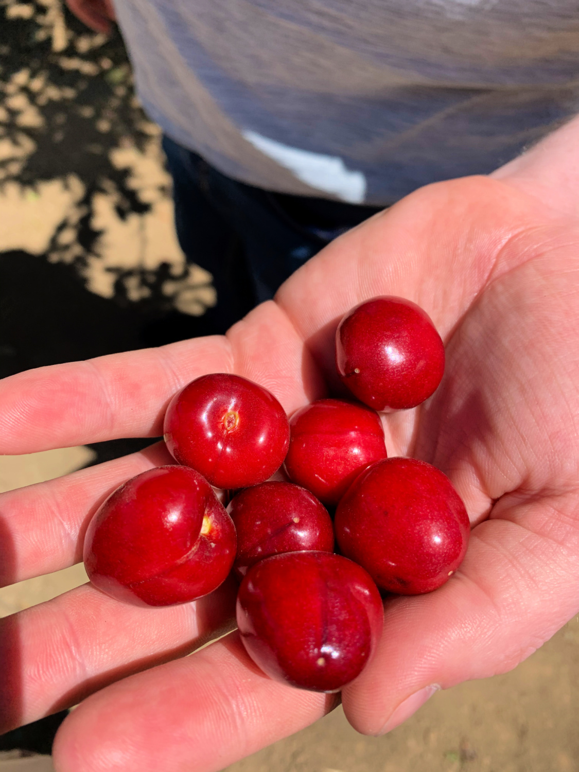 Cherries