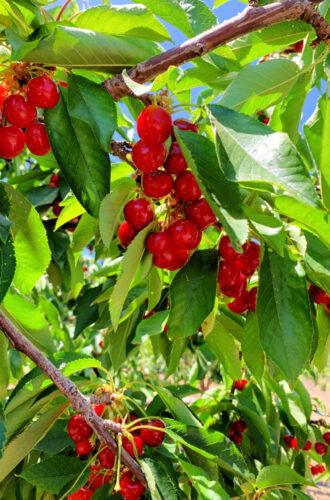 Cherry Picking: Where To Go, How To Clean, & Recipes