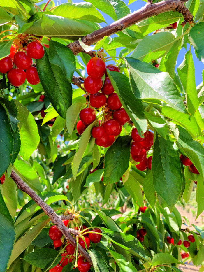 Cherry Picking