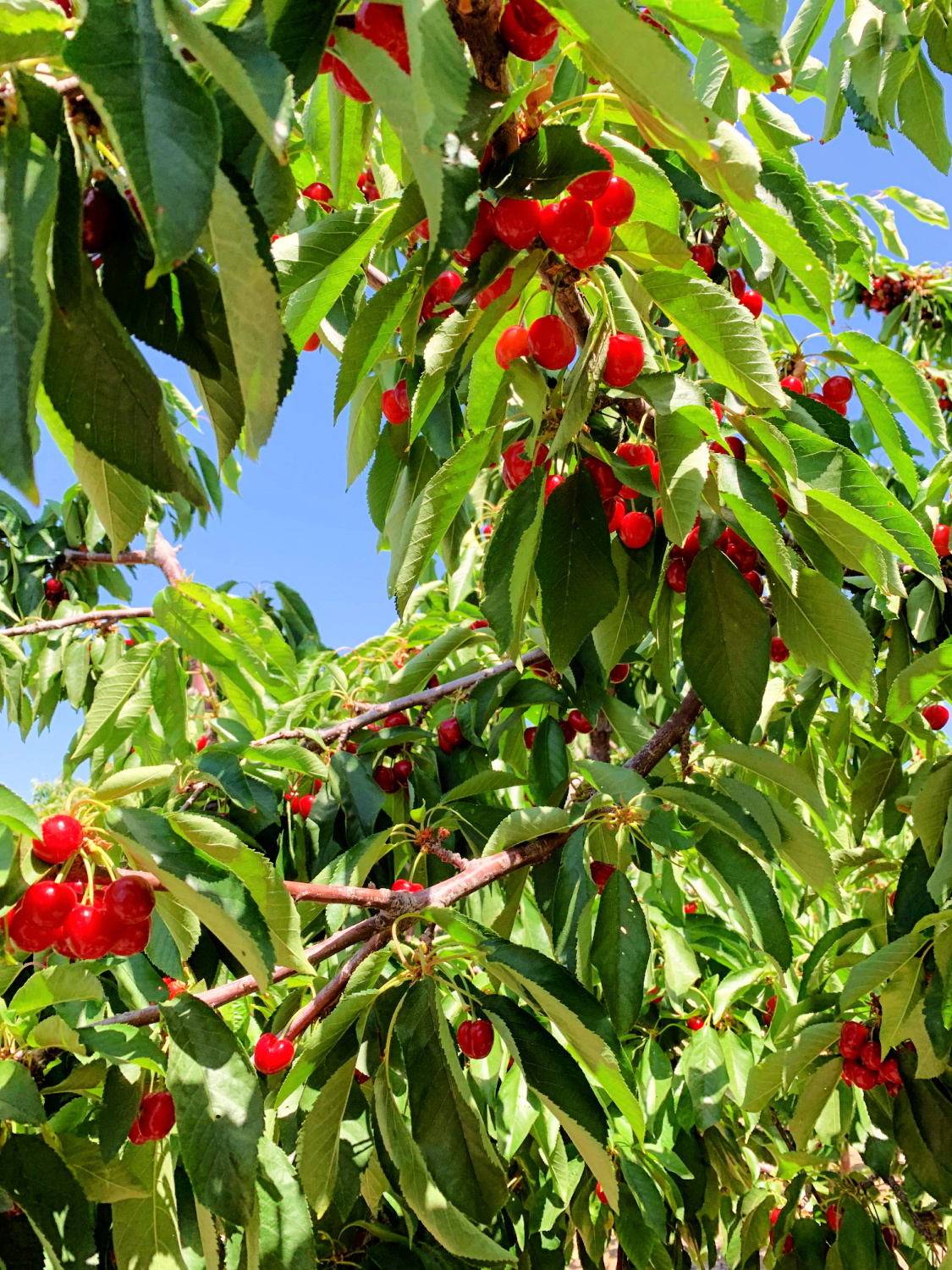 Cherry Picking