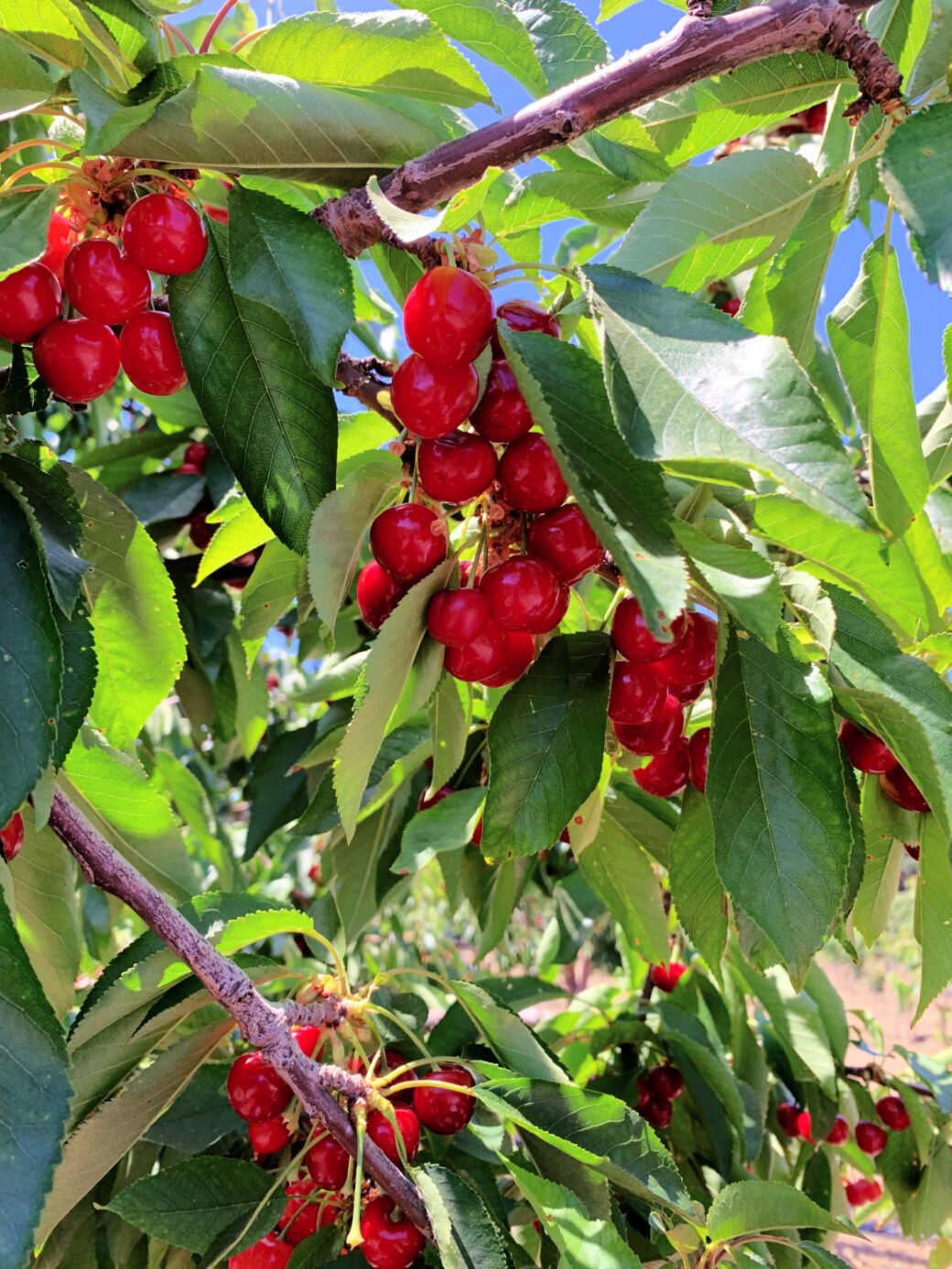 Best Berry UPick Farms Around the Bay Area 2021 Modern Mollie