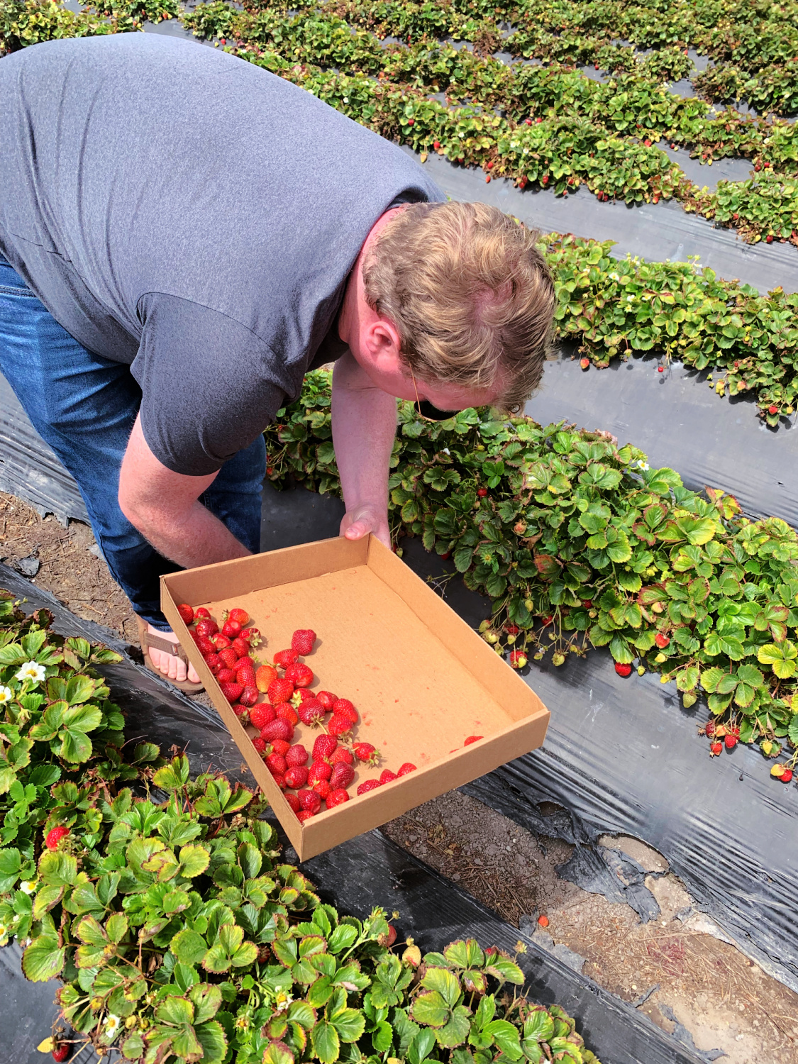 berry u-pick farms